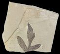 Fossil Balloon Vine Leaf - Green River Formation #45659-1